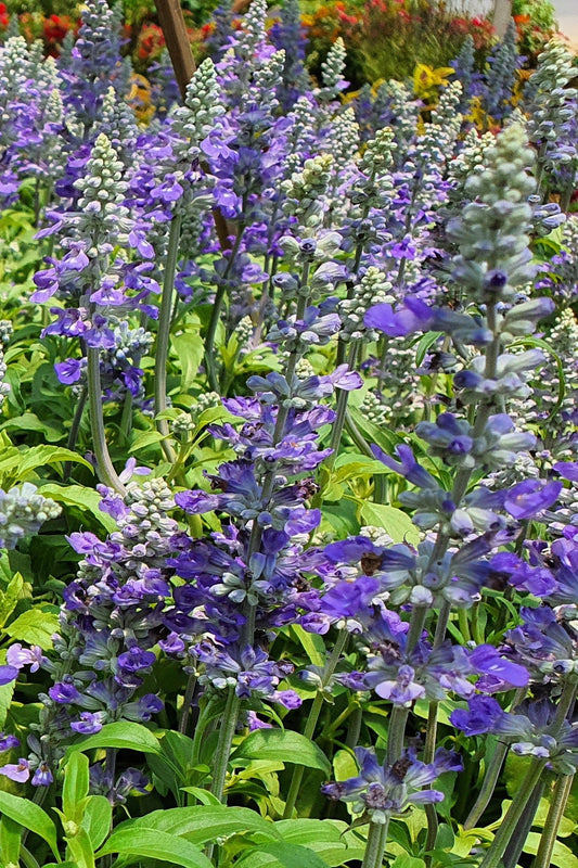100 HOARY  DOWNY SKULLCAP Scutellaria Incana Flower Seeds - Blessings Grow Meadows -
