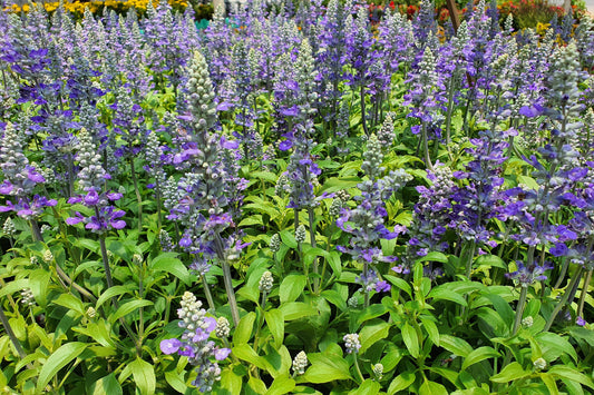 100 HOARY  DOWNY SKULLCAP Scutellaria Incana Flower Seeds - Blessings Grow Meadows -