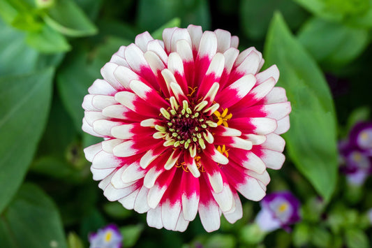 100 ICE QUEEN ZINNIA Elegans Bicolor Double Pink Red White Flower Seeds - Blessings Grow Meadows -