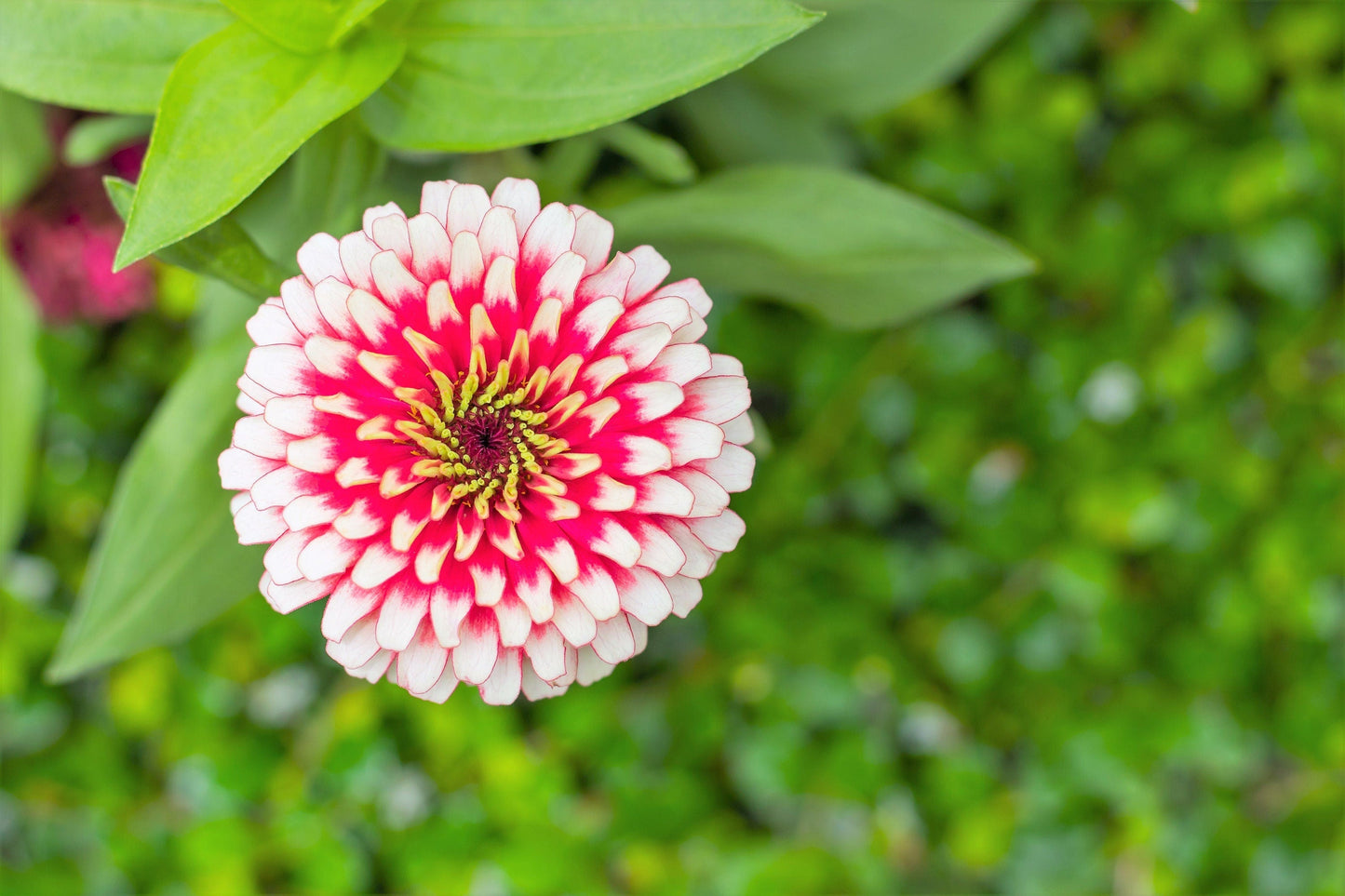 100 ICE QUEEN ZINNIA Elegans Bicolor Double Pink Red White Flower Seeds - Blessings Grow Meadows -