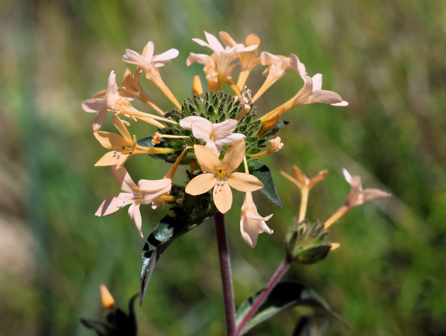 100 LARGE FLOWERED PHLOX Collomia Grandiflora Flower Seeds - Blessings Grow Meadows -