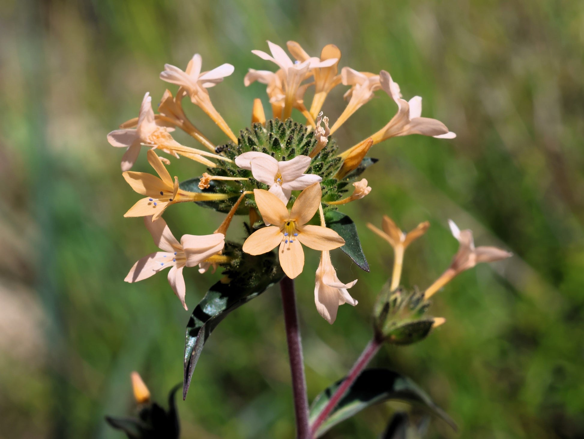 100 LARGE FLOWERED PHLOX Collomia Grandiflora Flower Seeds - Blessings Grow Meadows -