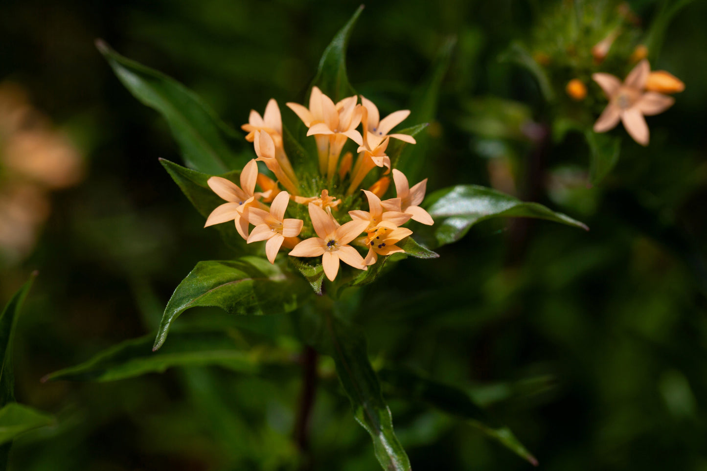 100 LARGE FLOWERED PHLOX Collomia Grandiflora Flower Seeds - Blessings Grow Meadows -