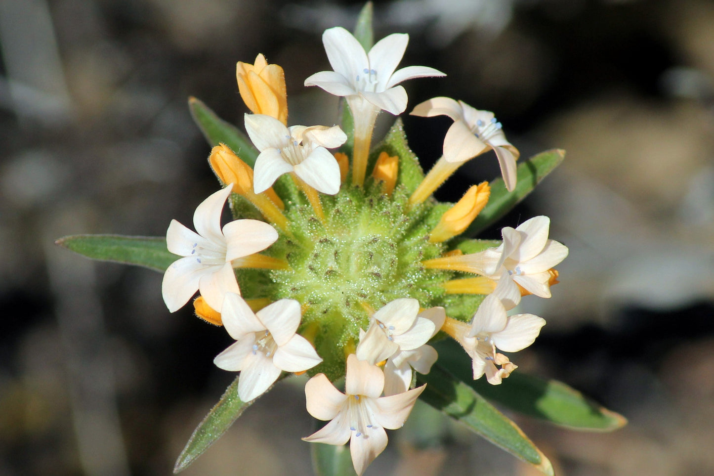100 LARGE FLOWERED PHLOX Collomia Grandiflora Flower Seeds - Blessings Grow Meadows -