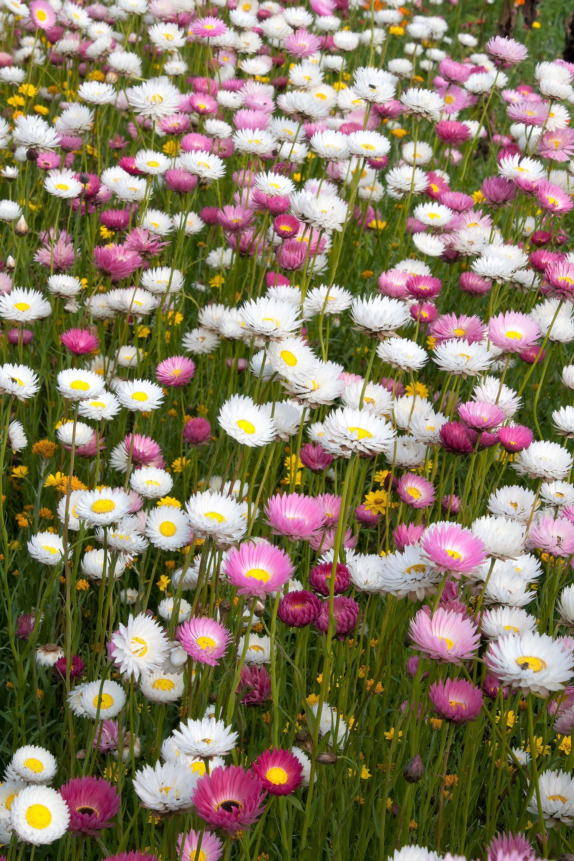 100 MIXED DOUBLE ACROCLINIUM Paper Daisy Helipterum Rhodanthe Flower Seeds - Blessings Grow Meadows -