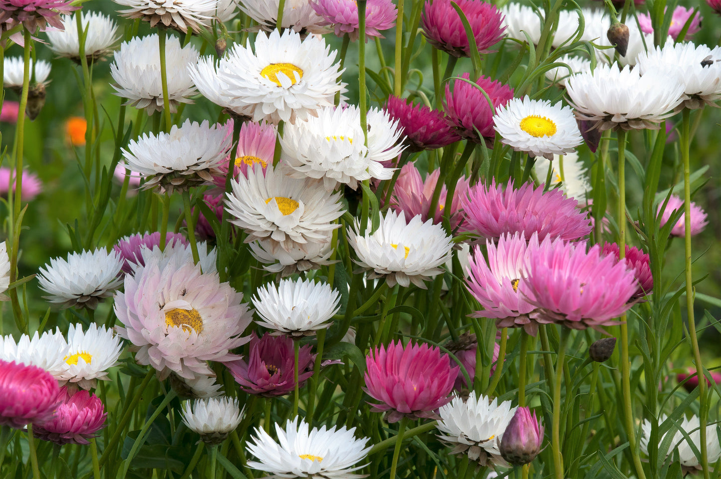 100 MIXED DOUBLE ACROCLINIUM Paper Daisy Helipterum Rhodanthe Flower Seeds - Blessings Grow Meadows -