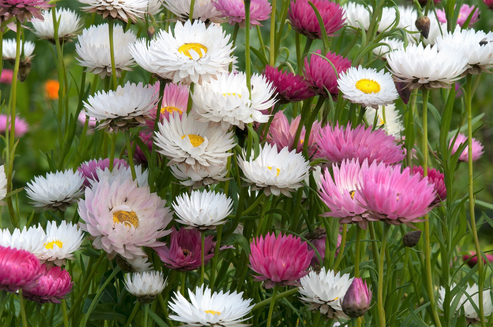 100 MIXED DOUBLE ACROCLINIUM Paper Daisy Helipterum Rhodanthe Flower Seeds - Blessings Grow Meadows -