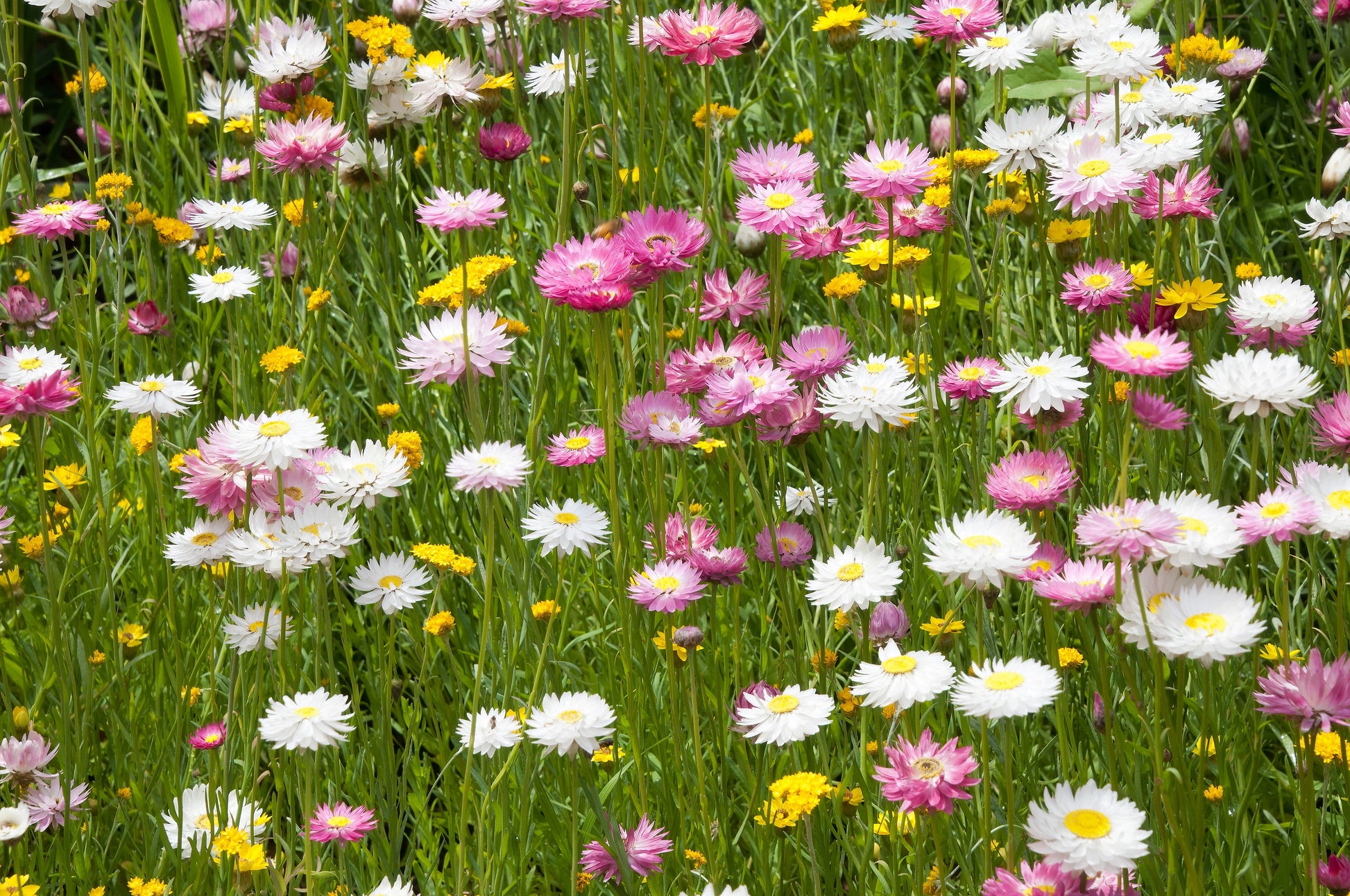 100 MIXED DOUBLE ACROCLINIUM Paper Daisy Helipterum Rhodanthe Flower Seeds - Blessings Grow Meadows -