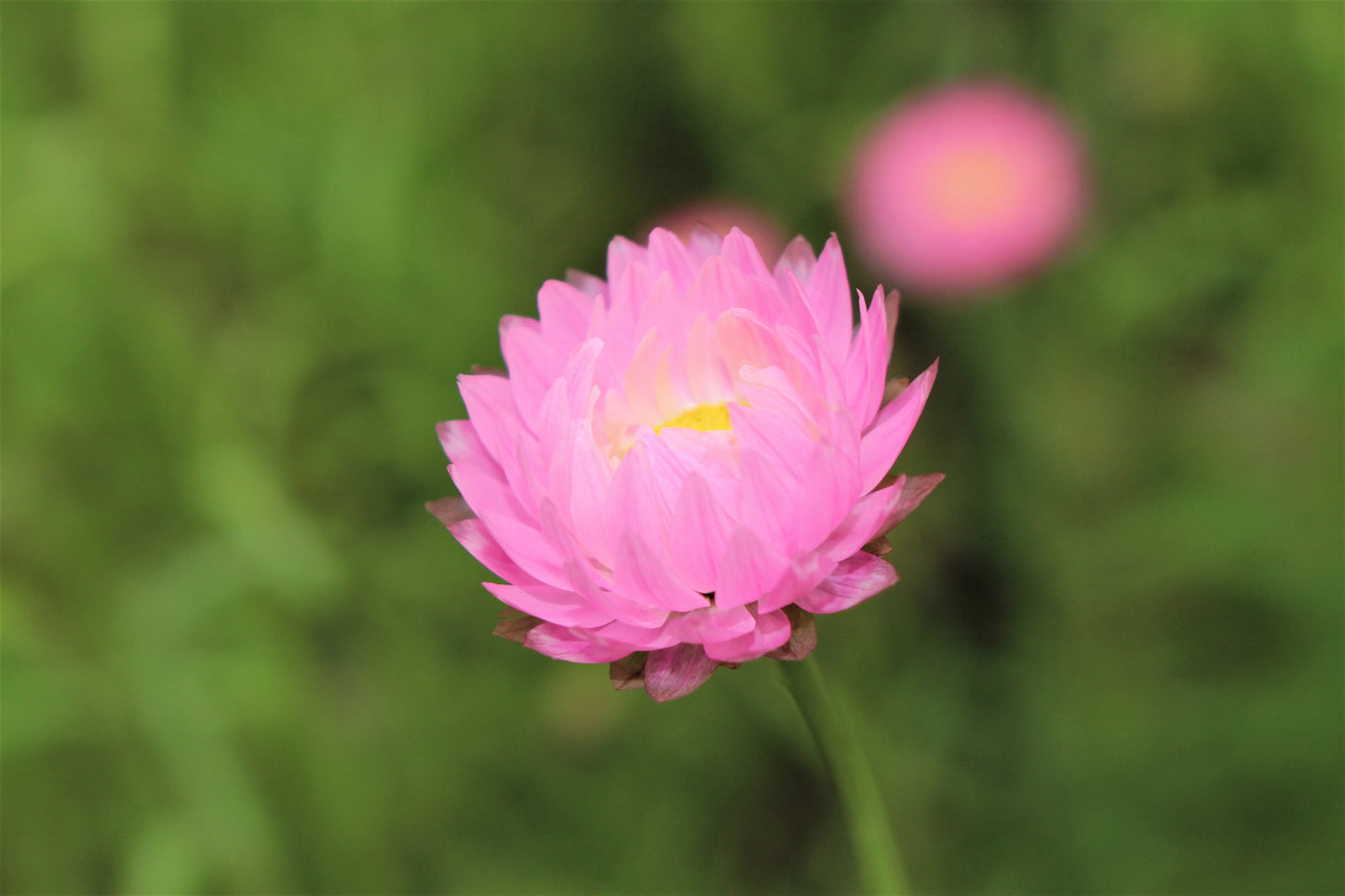 100 MIXED DOUBLE ACROCLINIUM Paper Daisy Helipterum Rhodanthe Flower Seeds - Blessings Grow Meadows -