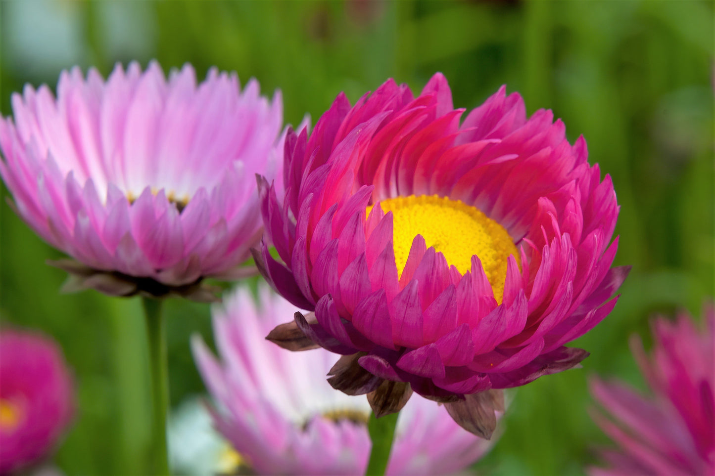 100 MIXED DOUBLE ACROCLINIUM Paper Daisy Helipterum Rhodanthe Flower Seeds - Blessings Grow Meadows -