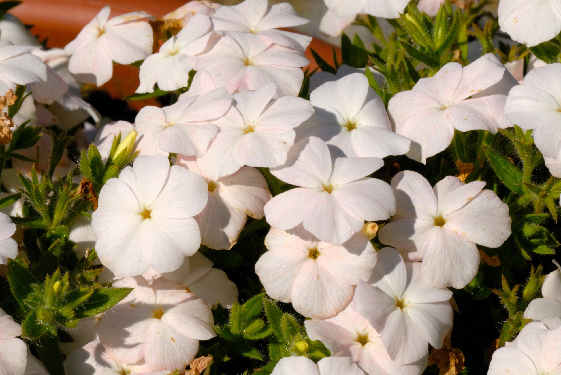 100 PHLOX OF SHEEP Pastel Mix Phlox Drummondii Multicolor Flower Seeds - Blessings Grow Meadows -