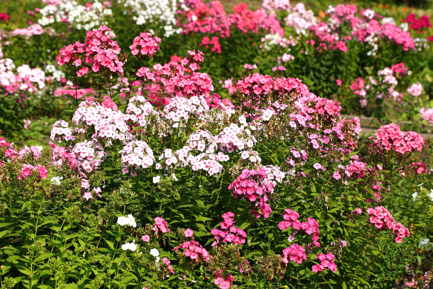 100 PHLOX OF SHEEP Pastel Mix Phlox Drummondii Multicolor Flower Seeds - Blessings Grow Meadows -