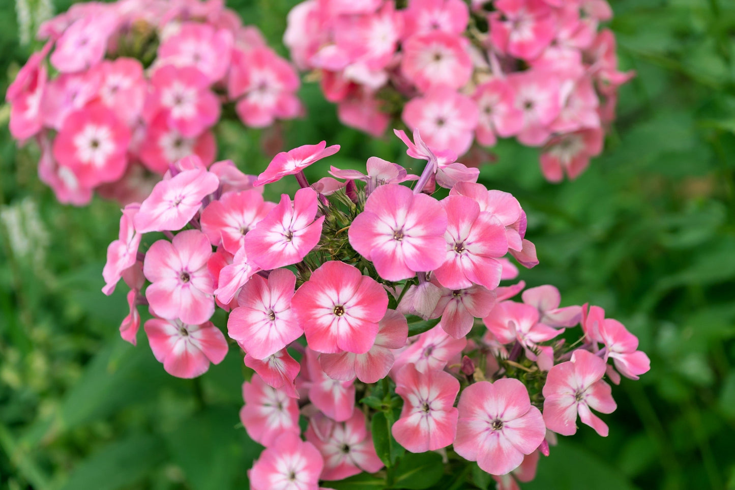 100 PHLOX OF SHEEP Pastel Mix Phlox Drummondii Multicolor Flower Seeds - Blessings Grow Meadows -