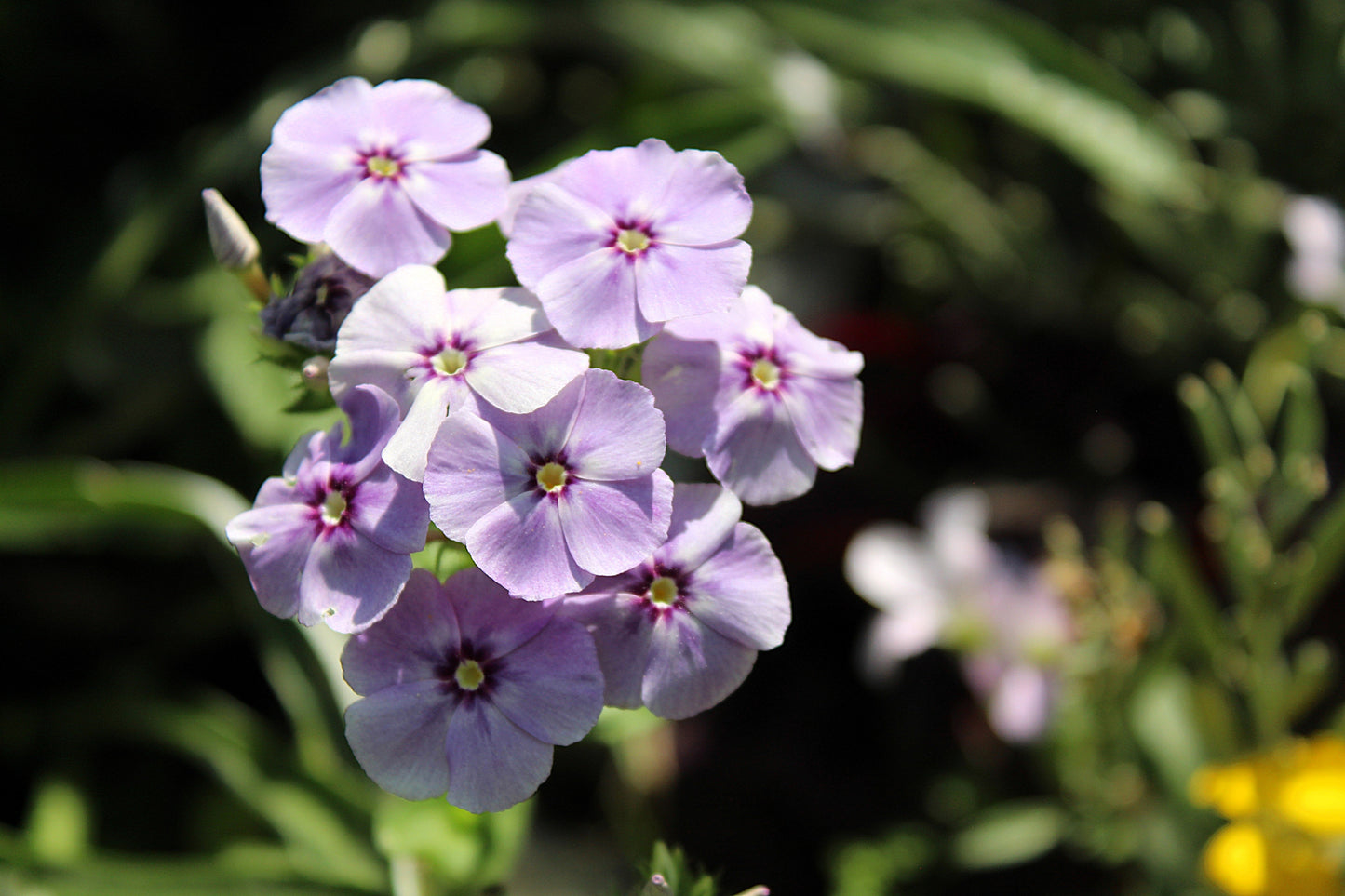 100 PHLOX OF SHEEP Pastel Mix Phlox Drummondii Multicolor Flower Seeds - Blessings Grow Meadows -