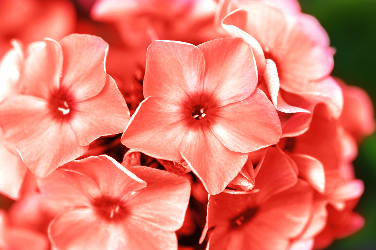 100 PHLOX OF SHEEP Pastel Mix Phlox Drummondii Multicolor Flower Seeds - Blessings Grow Meadows -