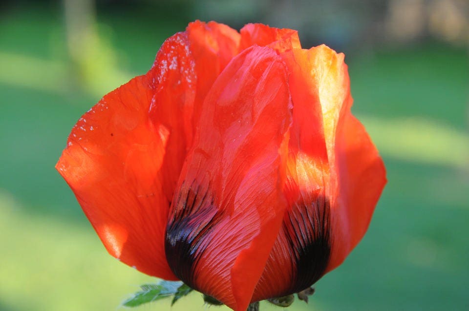100 RED TULIP POPPY Papaver Glaucum Flower Seeds - Blessings Grow Meadows -