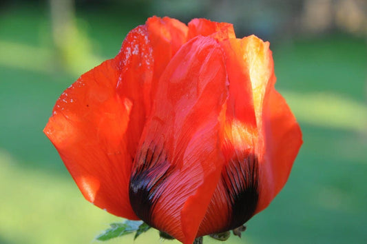 100 RED TULIP POPPY Papaver Glaucum Flower Seeds - Blessings Grow Meadows -