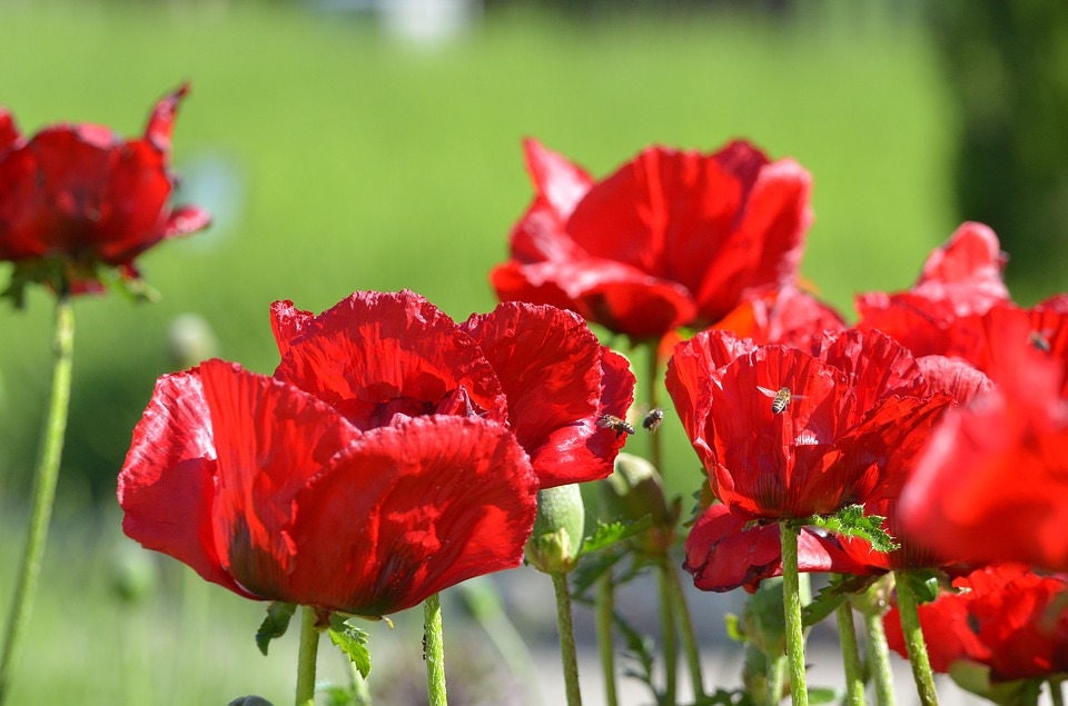 100 RED TULIP POPPY Papaver Glaucum Flower Seeds - Blessings Grow Meadows -