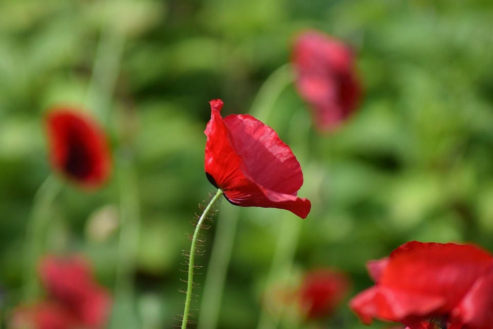 100 RED TULIP POPPY Papaver Glaucum Flower Seeds - Blessings Grow Meadows -