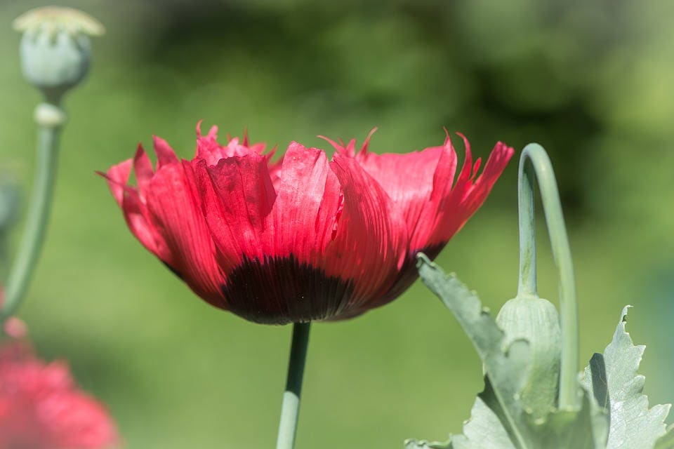100 RED TULIP POPPY Papaver Glaucum Flower Seeds - Blessings Grow Meadows -