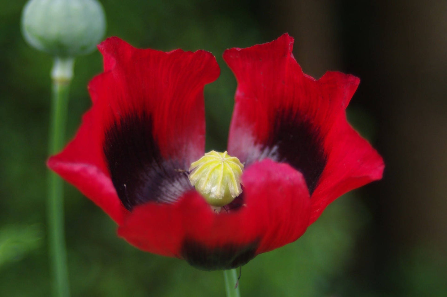 100 RED TULIP POPPY Papaver Glaucum Flower Seeds - Blessings Grow Meadows -