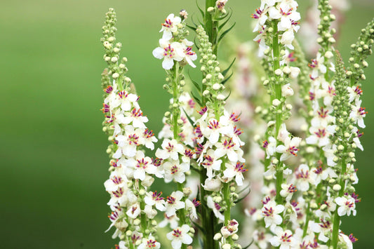 100 WHITE BLUSH VERBASCUM Blattaria Albiflorum Moth Mullein Flower Seeds - Blessings Grow Meadows -