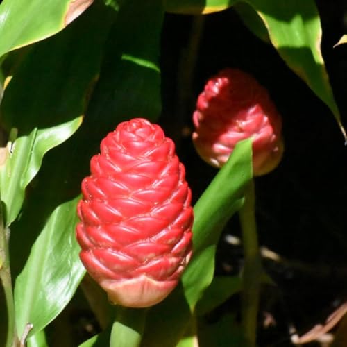Hawaiian Awapuhi Shampoo Ginger plant rhizomes starter kit with two ginger rhizomes for cultivating shampoo ginger at home.