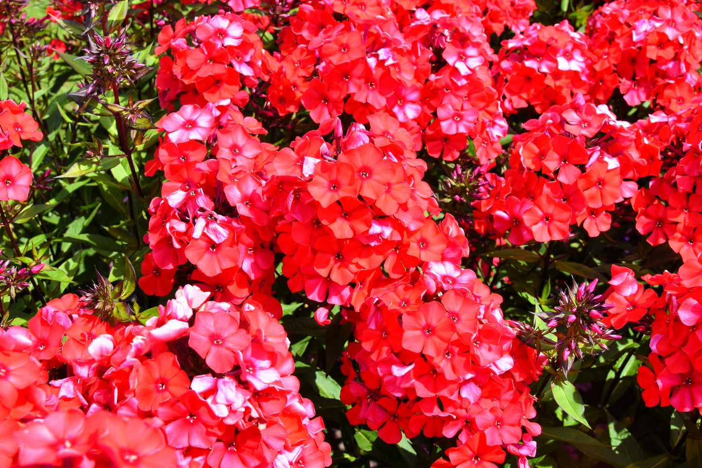 10 TALL GARDEN PHLOX Paniculata Mixed Colors New Hybrids Mix Flower Seeds - Blessings Grow Meadows -