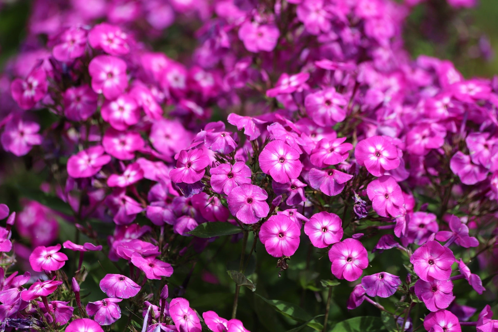 10 TALL GARDEN PHLOX Paniculata Mixed Colors New Hybrids Mix Flower Seeds - Blessings Grow Meadows -