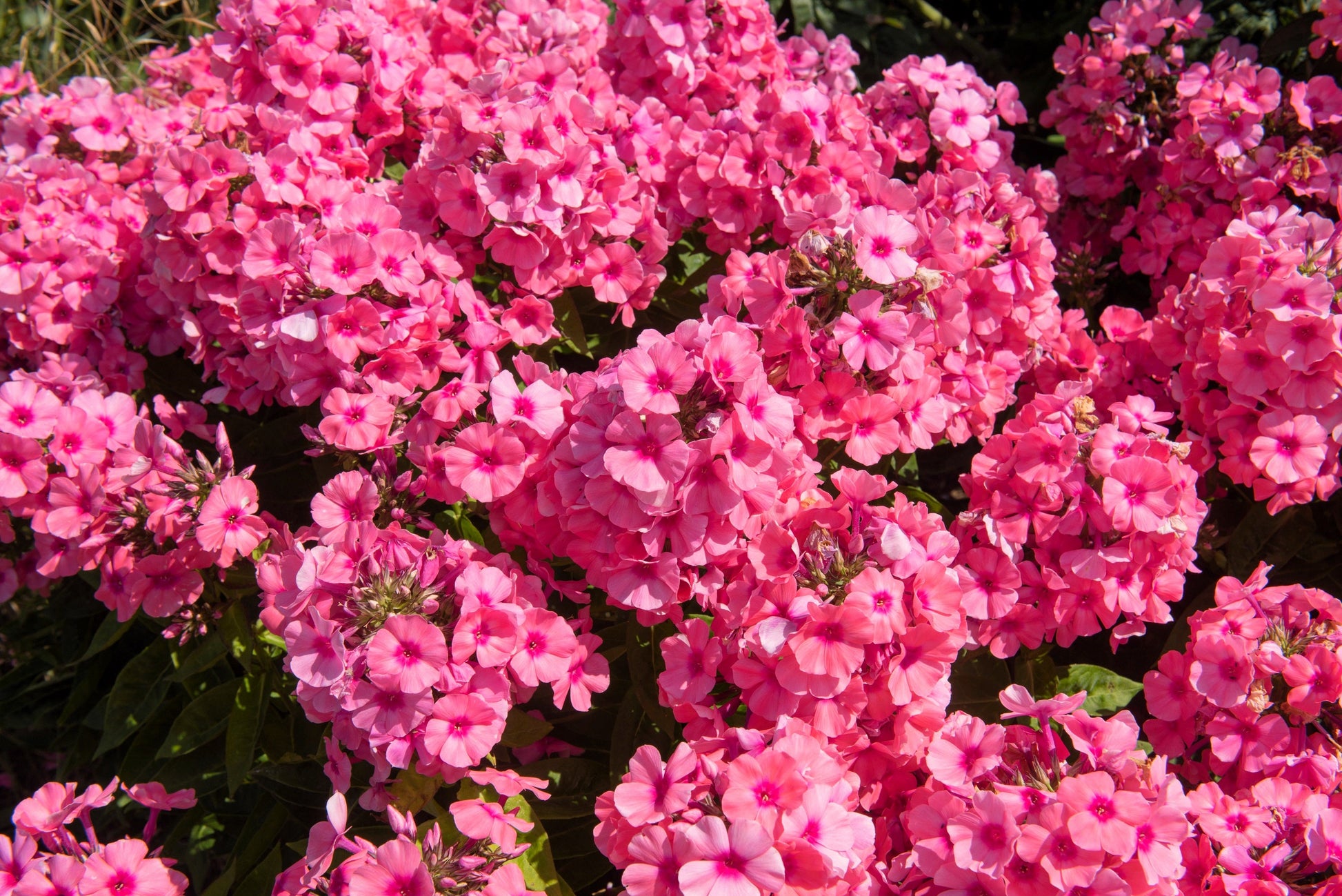 10 TALL GARDEN PHLOX Paniculata Mixed Colors New Hybrids Mix Flower Seeds - Blessings Grow Meadows -