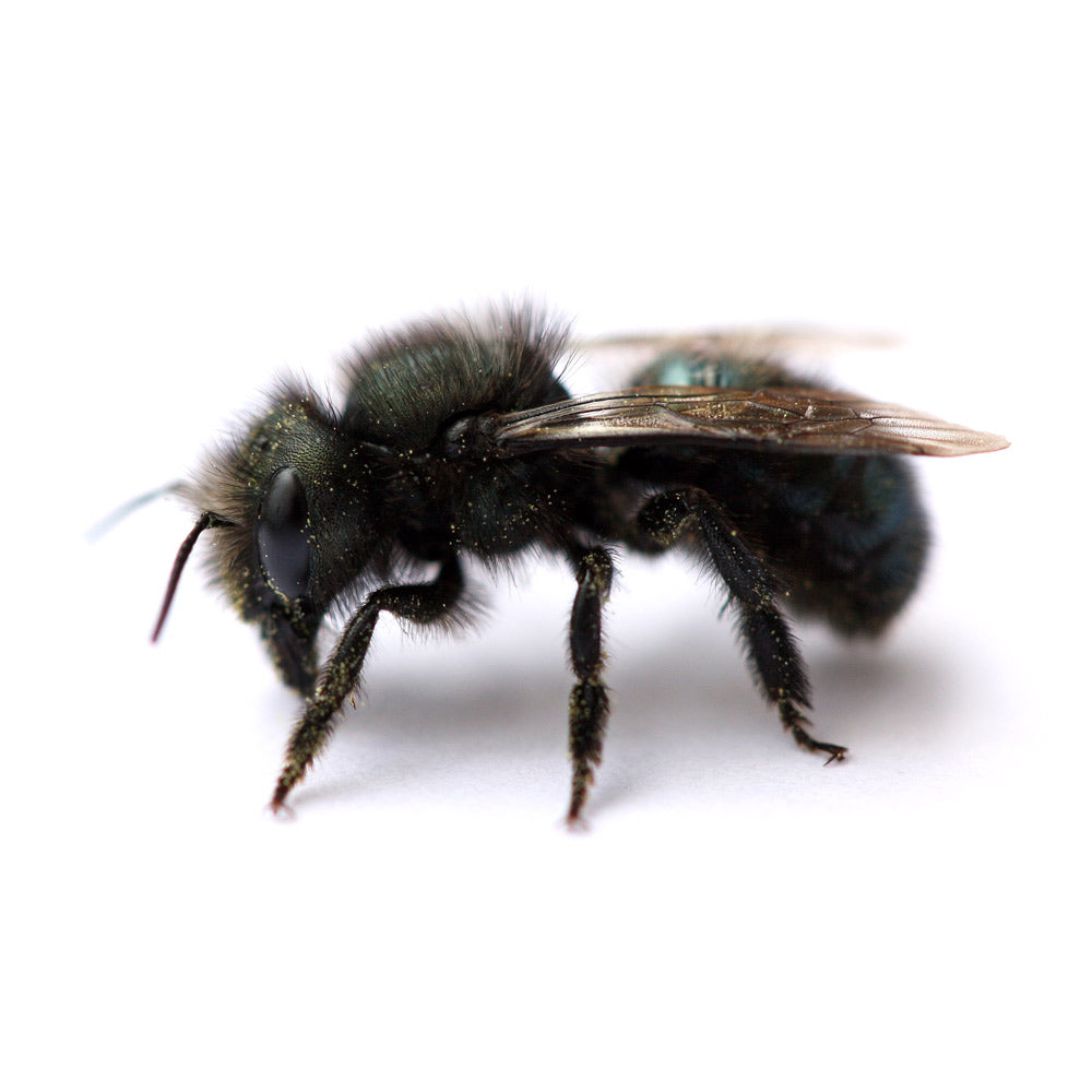 Buy Mason Bees | 40+ OBA Certified Cocoons with 2 Day Shipping