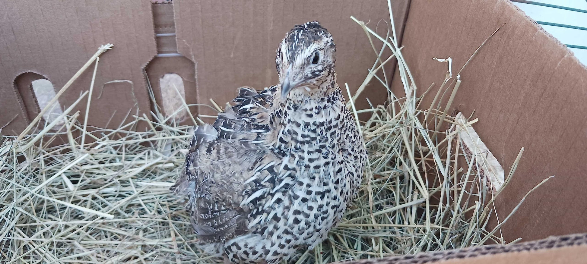 Quailz.com Falb-Fee Quail Hatching Eggs in a carton, showing smooth brown shells on a clean white surface.