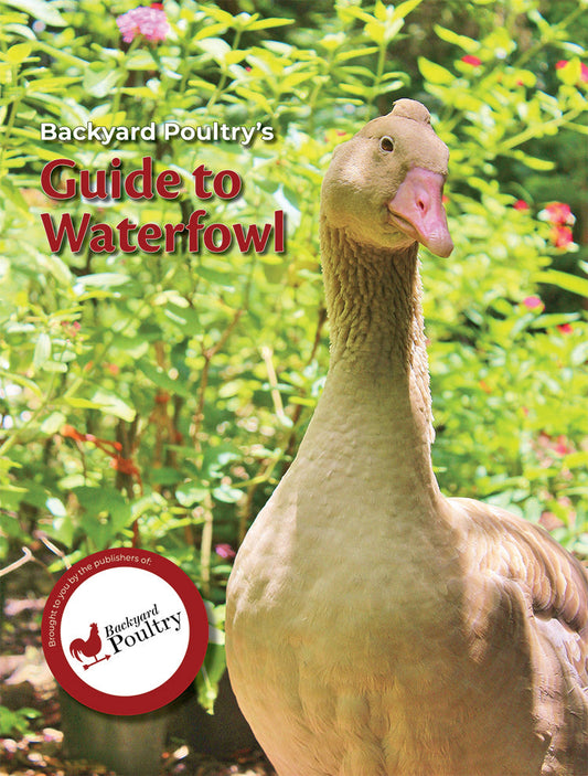 BACKYARD POULTRY'S GUIDE TO WATERFOWL - Blessings Grow Meadows