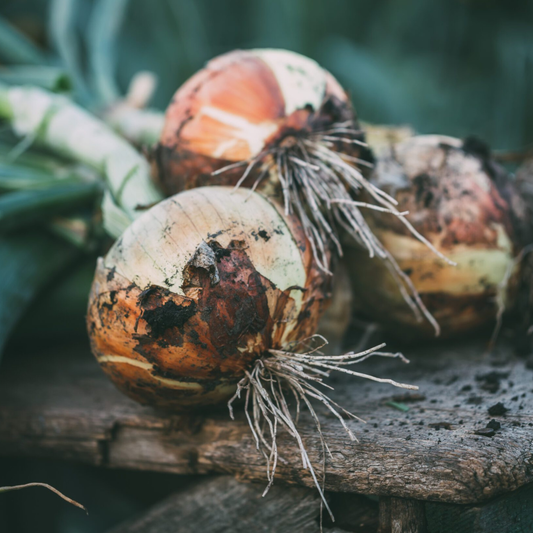 (Heirloom, Long Day) Walla Walla Onion Plants