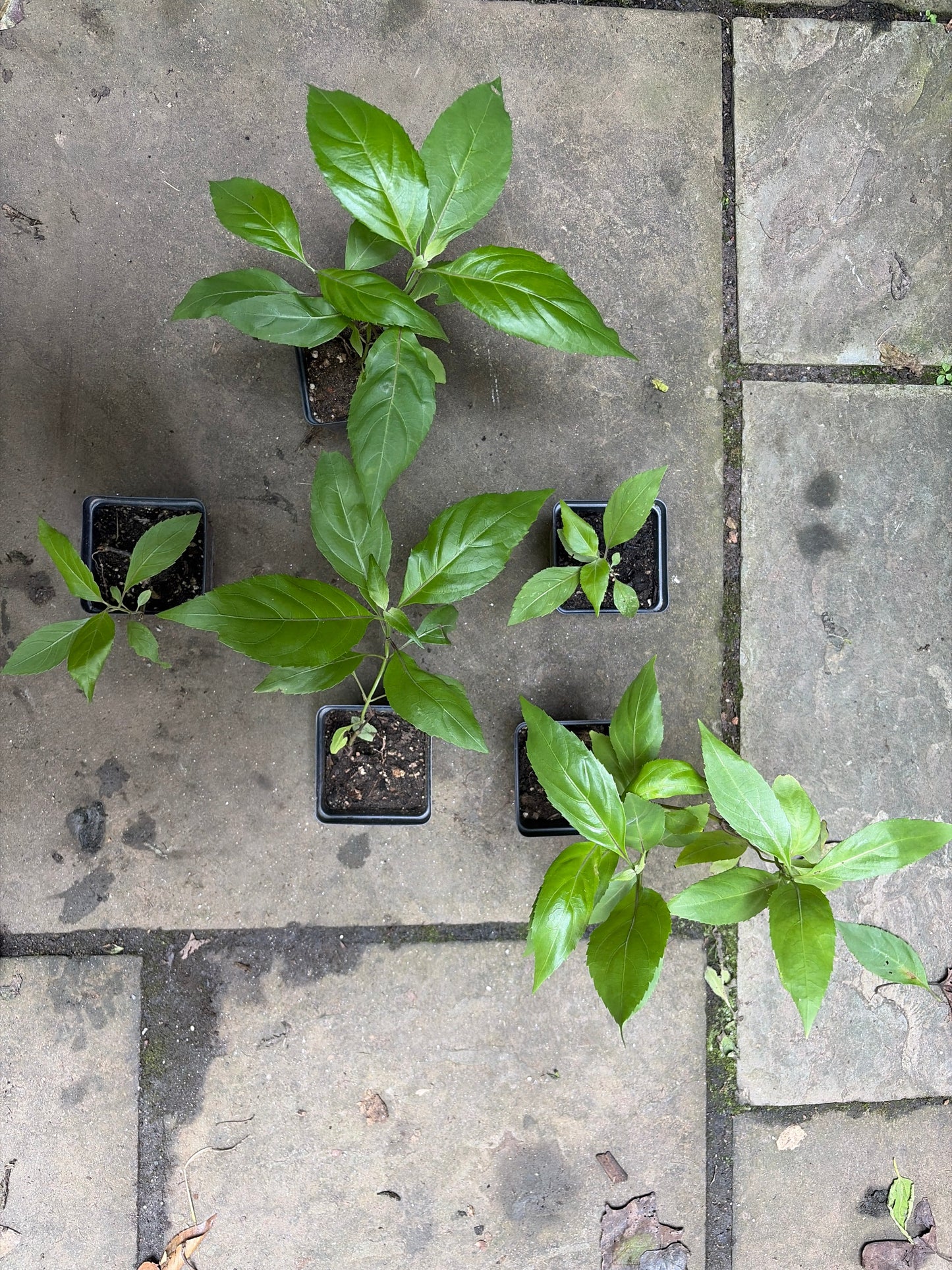Belize Sage Live Plant (Salvia miniata) – Hummingbird & Pollinator Perennial, Zones 9–11