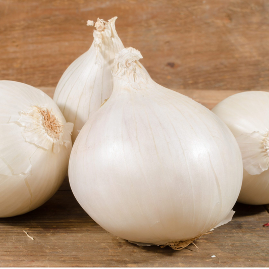 (Long Day) White Spanish Onion Plants