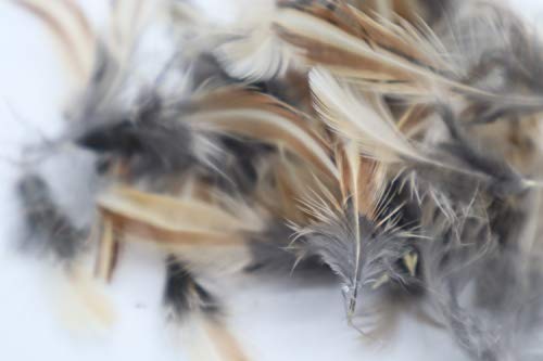 Close-up of natural quail rooster feathers for fly-fishing and crafts, showcasing their detailed, colorful plumage.