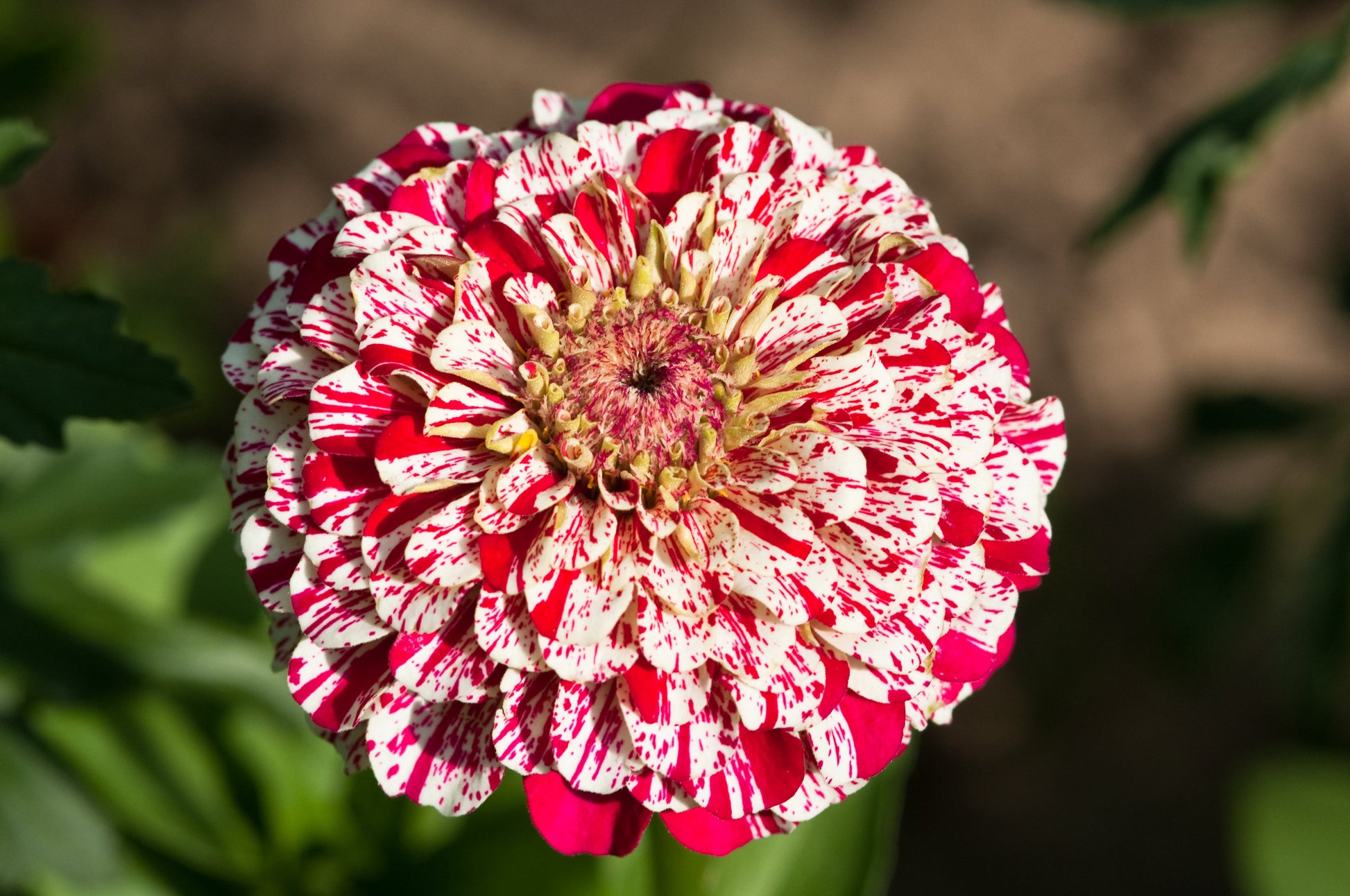 150 CANDY STRIPE ZINNIA Mix Elegans Flower Seeds Mixed Colors with Red Stripes - Blessings Grow Meadows -
