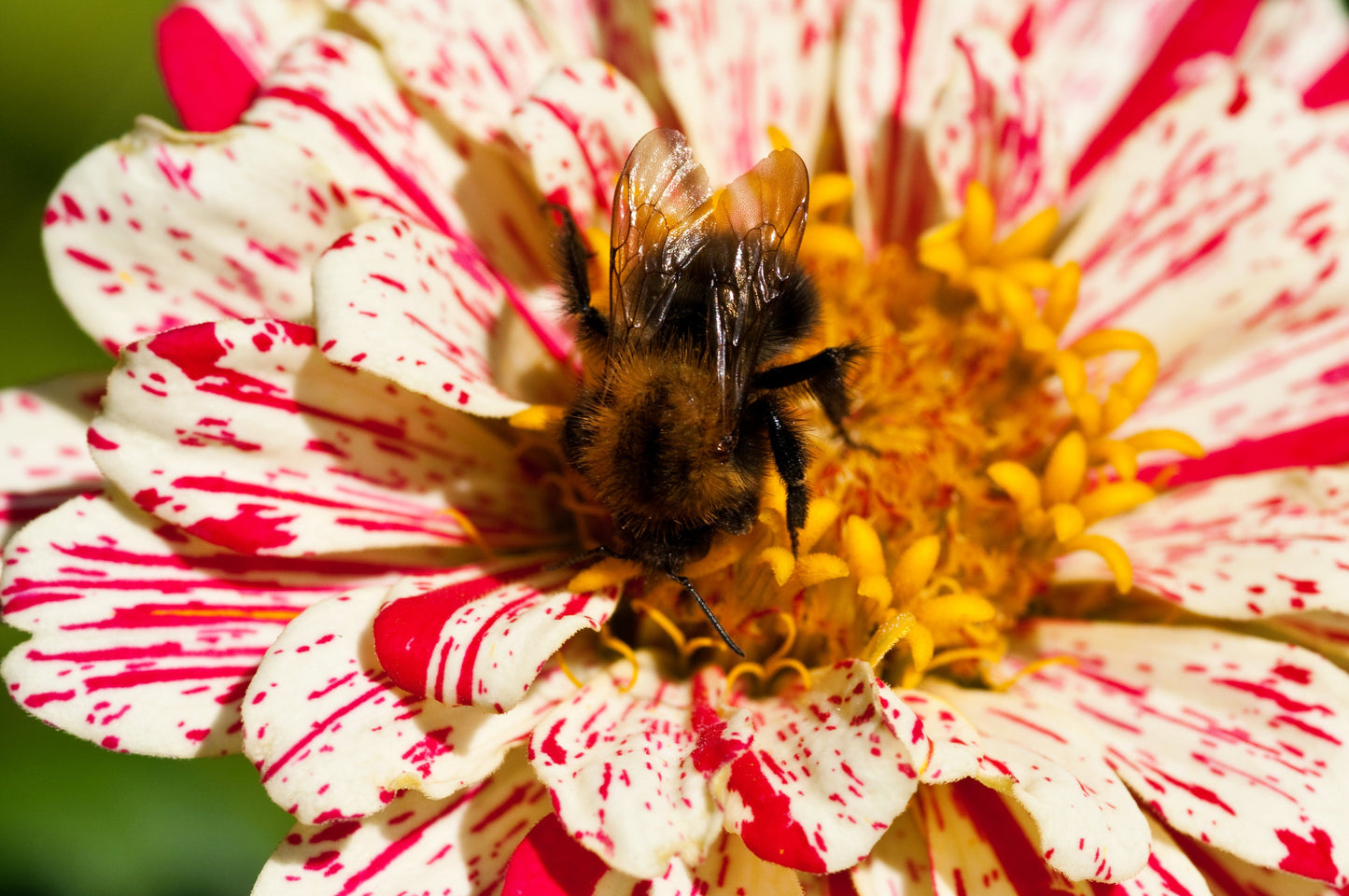 150 CANDY STRIPE ZINNIA Mix Elegans Flower Seeds Mixed Colors with Red Stripes - Blessings Grow Meadows -