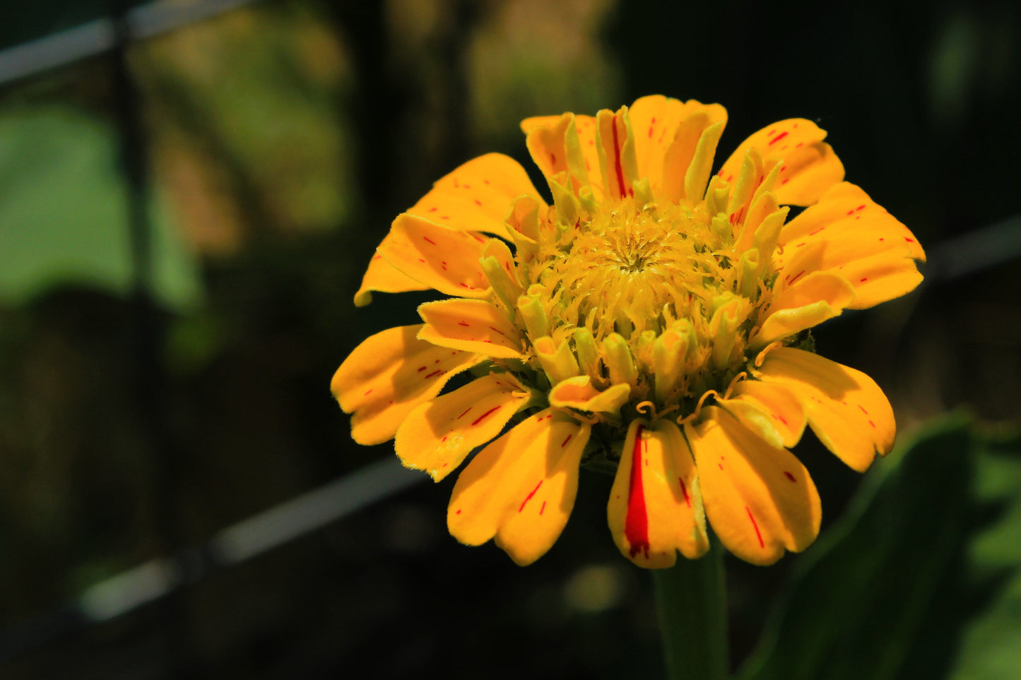 150 CANDY STRIPE ZINNIA Mix Elegans Flower Seeds Mixed Colors with Red Stripes - Blessings Grow Meadows -