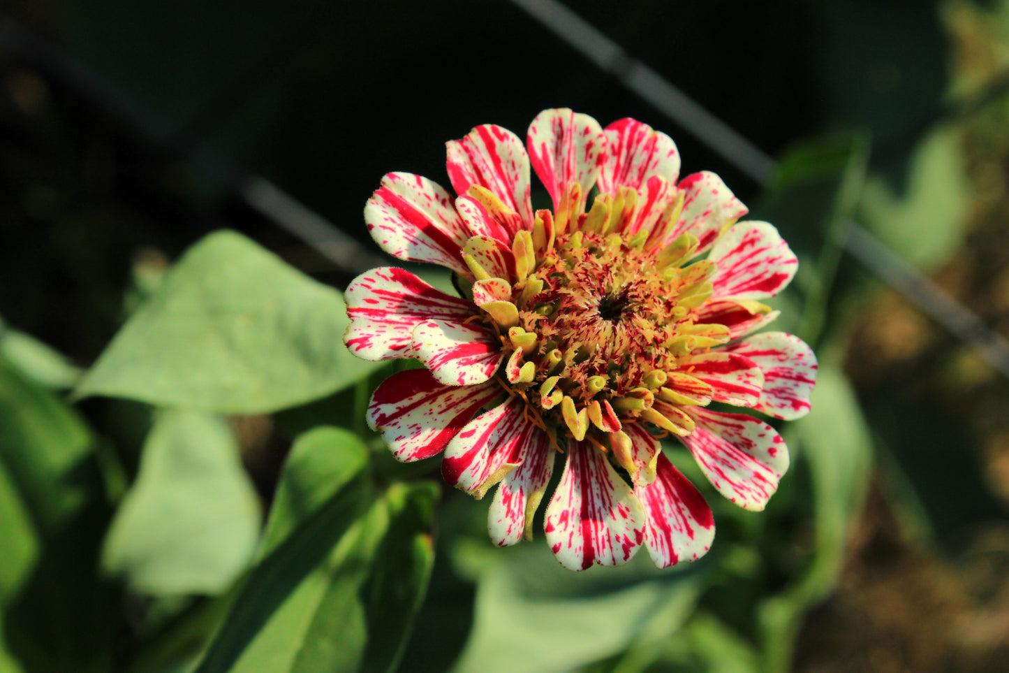 150 CANDY STRIPE ZINNIA Mix Elegans Flower Seeds Mixed Colors with Red Stripes - Blessings Grow Meadows -