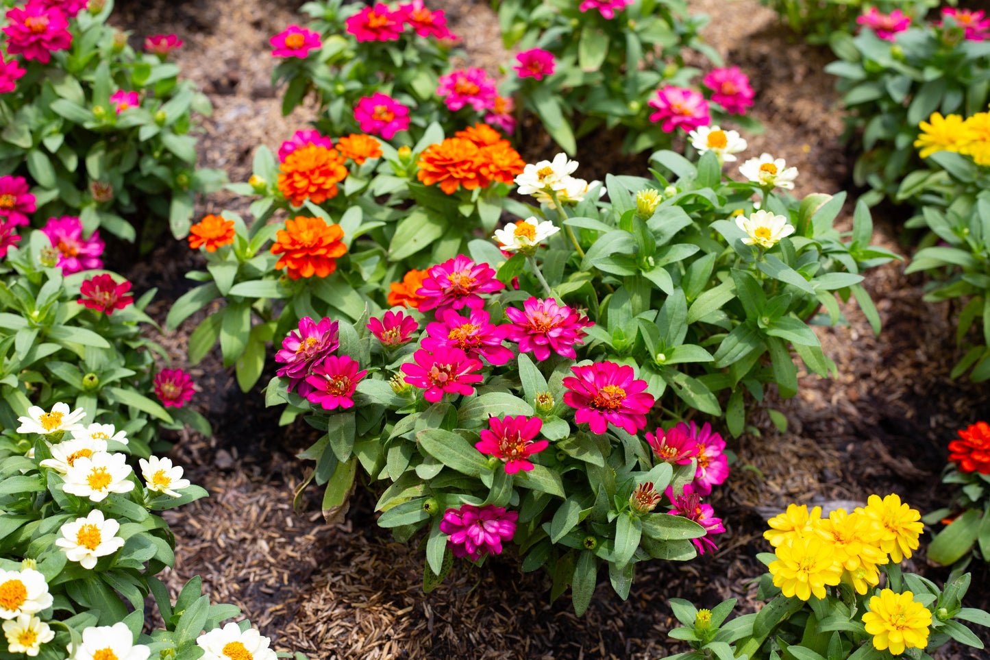 150 DWARF THUMBELINA ZINNIA Elegans Mixed Colors Flower Seeds - Blessings Grow Meadows -
