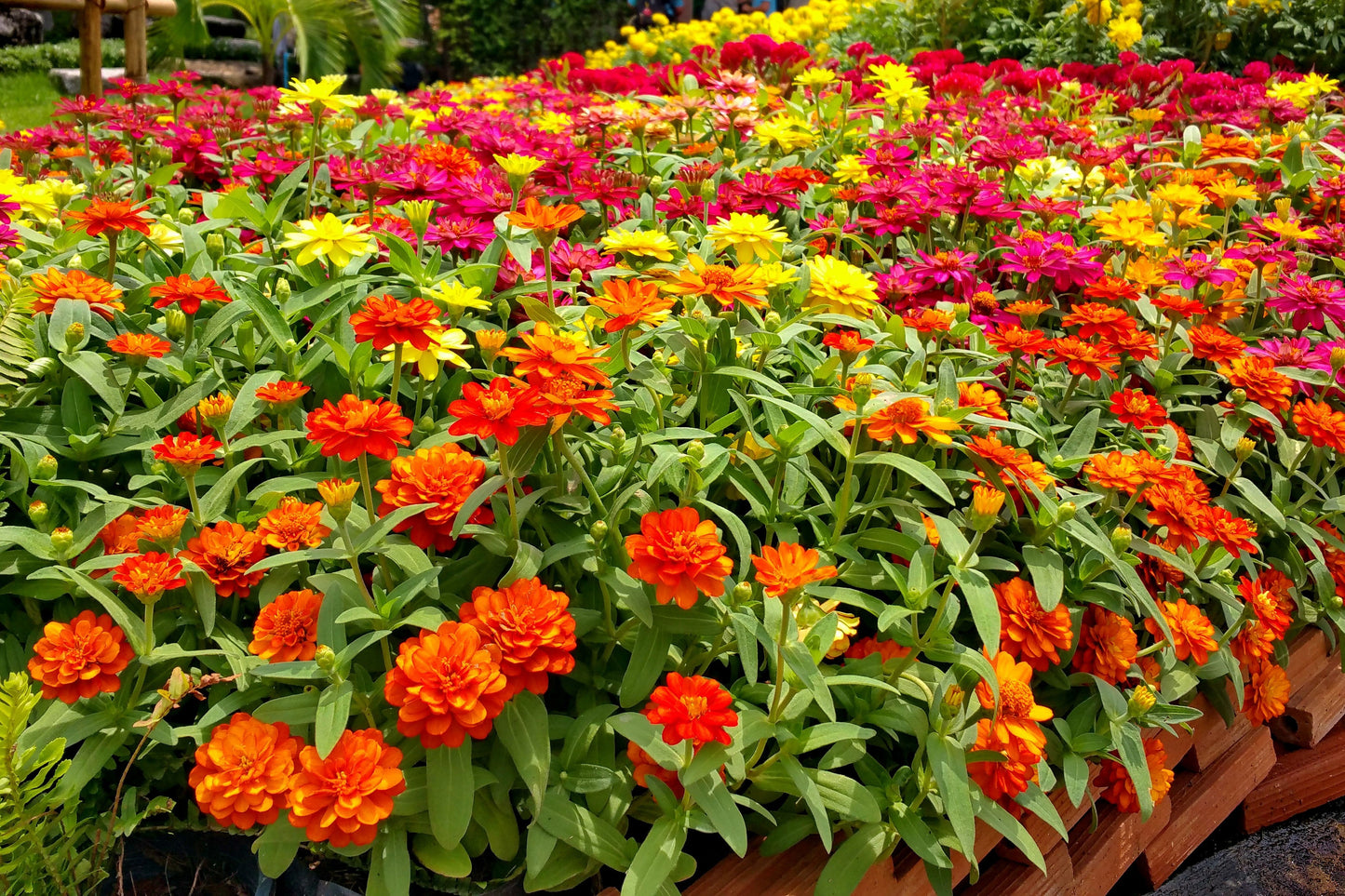 150 DWARF THUMBELINA ZINNIA Elegans Mixed Colors Flower Seeds - Blessings Grow Meadows -