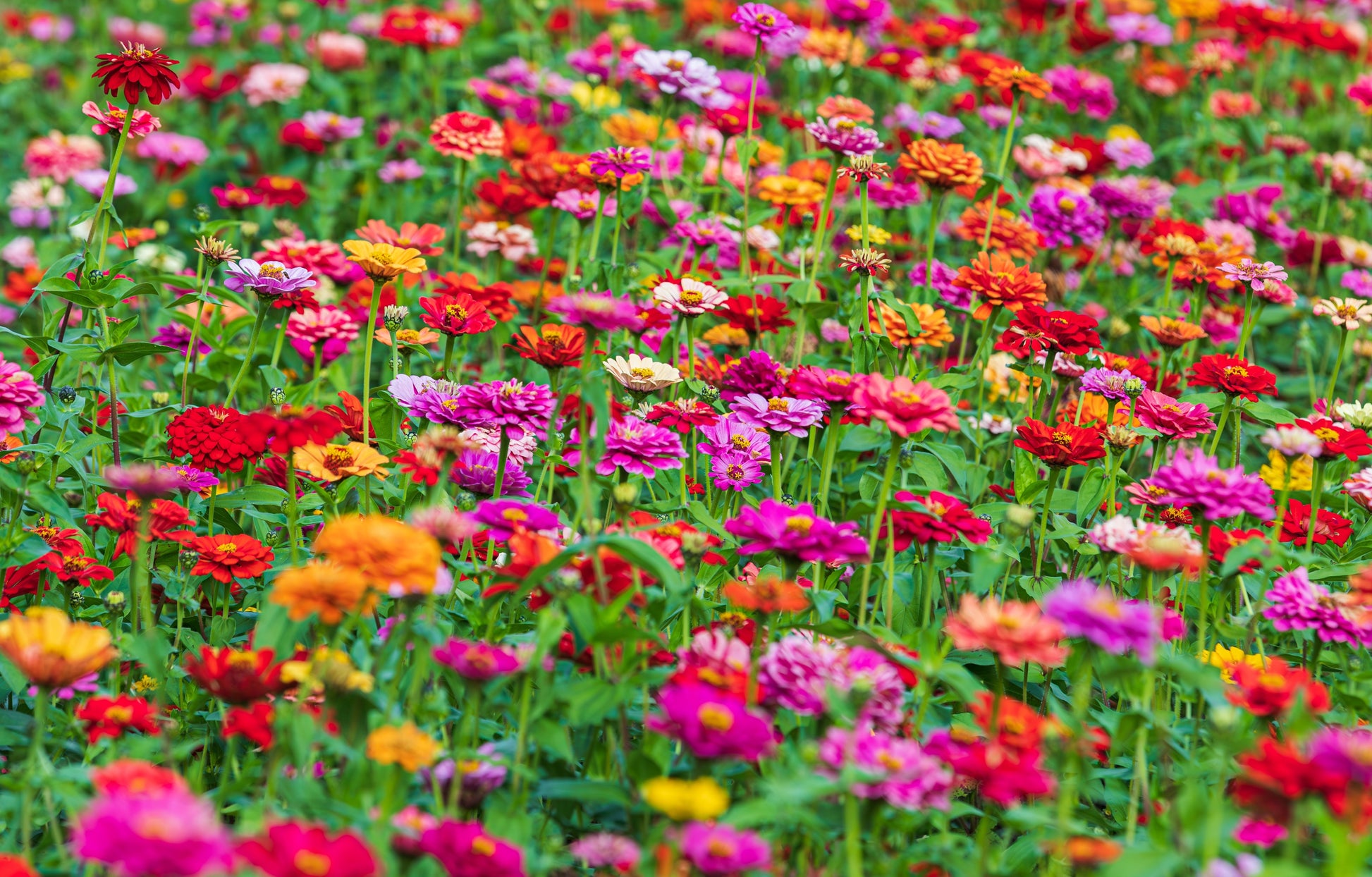150 DWARF THUMBELINA ZINNIA Elegans Mixed Colors Flower Seeds - Blessings Grow Meadows -