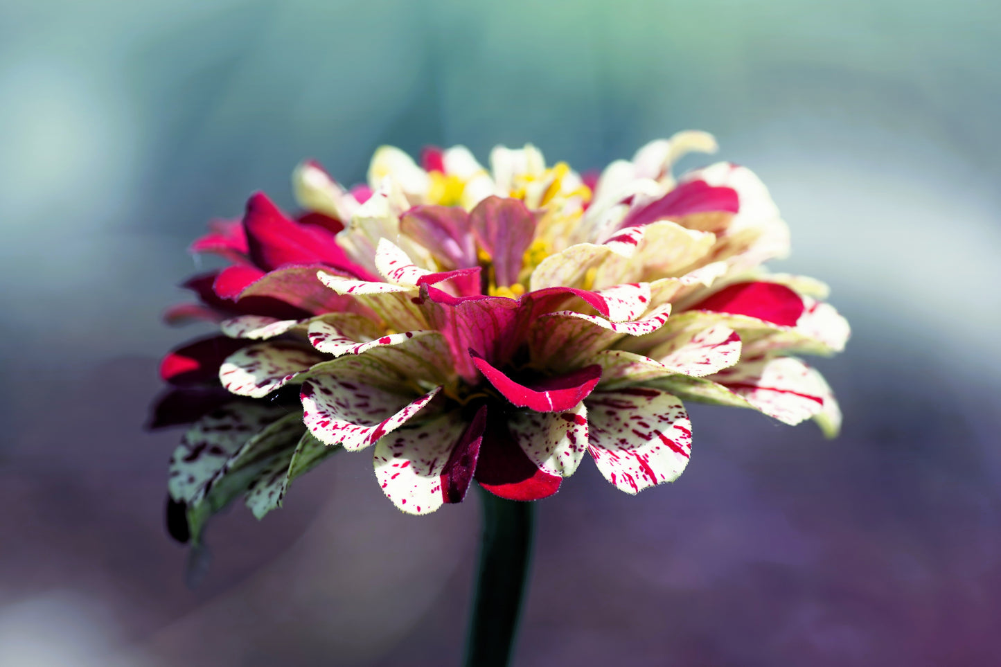 150 PEPPERMINT STICK ZINNIA Mix Mixed Colors Red Stripe Elegans Flower Seeds - Blessings Grow Meadows -