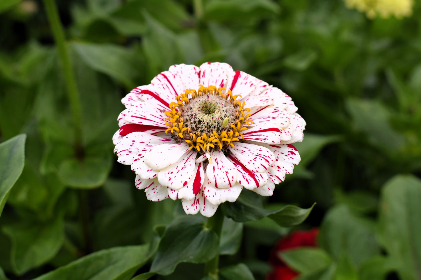 150 PEPPERMINT STICK ZINNIA Mix Mixed Colors Red Stripe Elegans Flower Seeds - Blessings Grow Meadows -