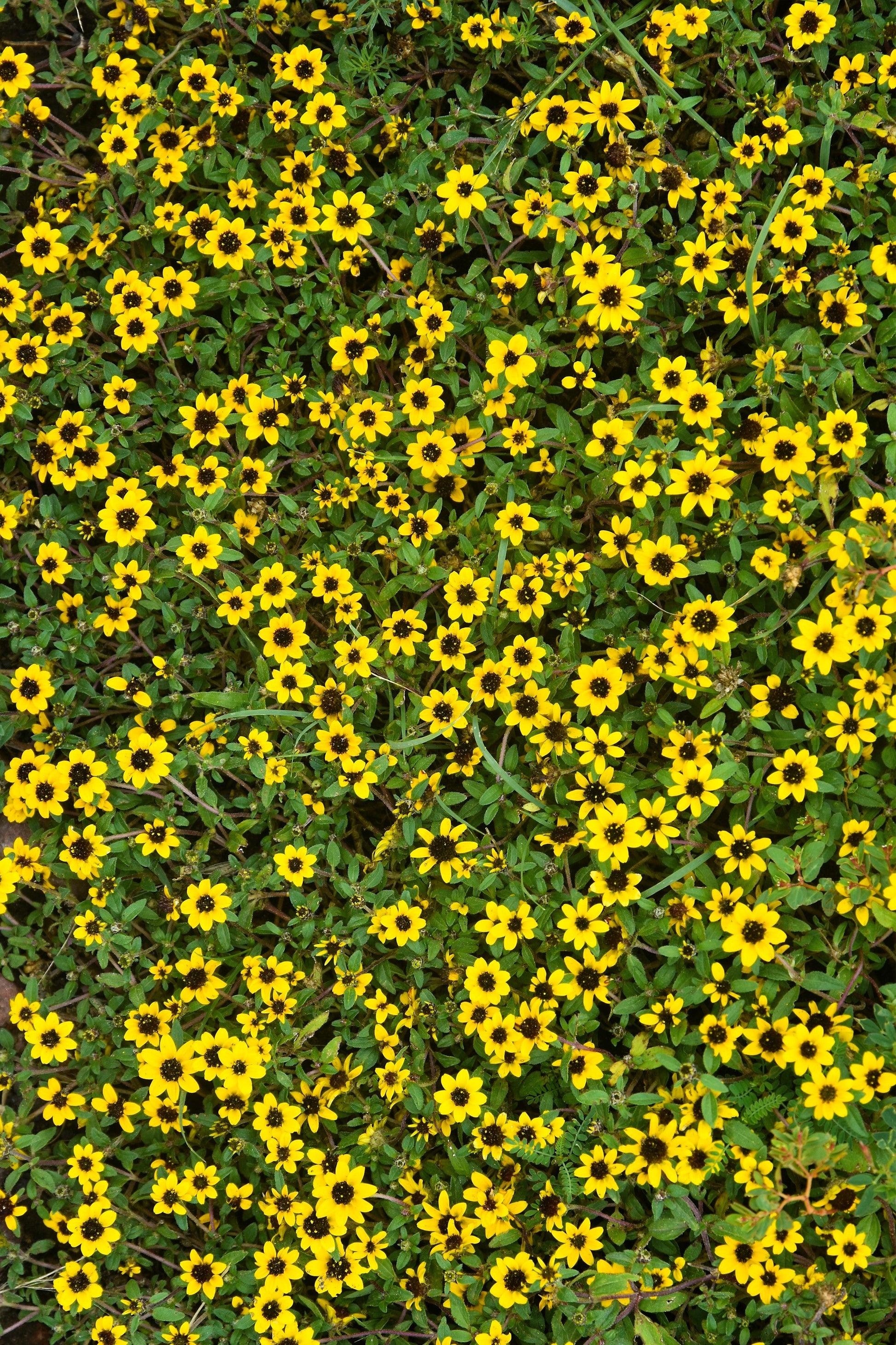 150 YELLOW CREEPING ZINNIA Sanvitalia Procumbens Seeds - Blessings Grow Meadows -