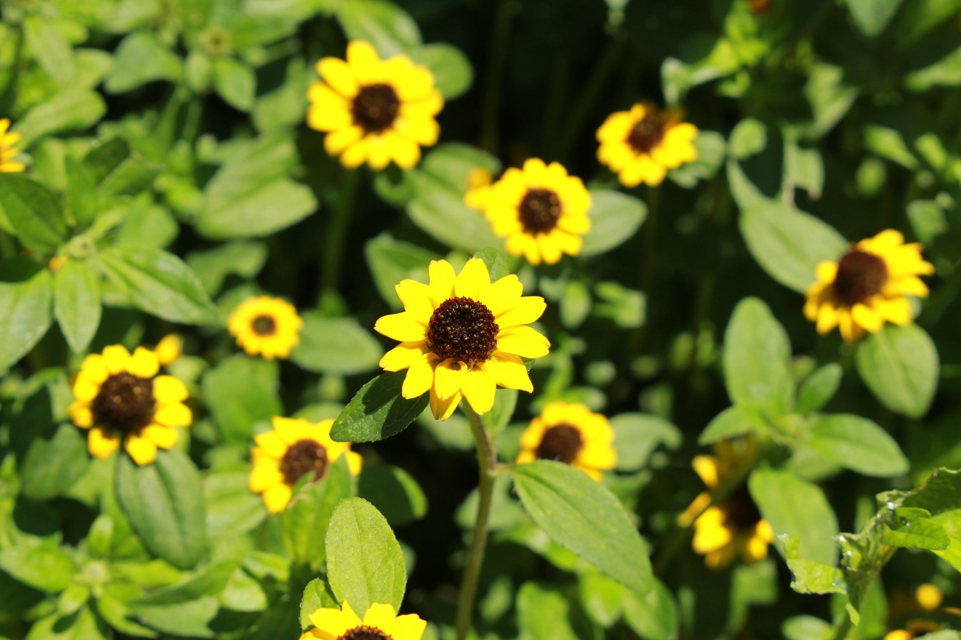 150 YELLOW CREEPING ZINNIA Sanvitalia Procumbens Seeds - Blessings Grow Meadows -