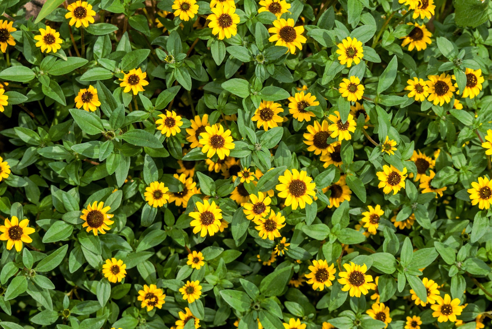 150 YELLOW CREEPING ZINNIA Sanvitalia Procumbens Seeds - Blessings Grow Meadows -