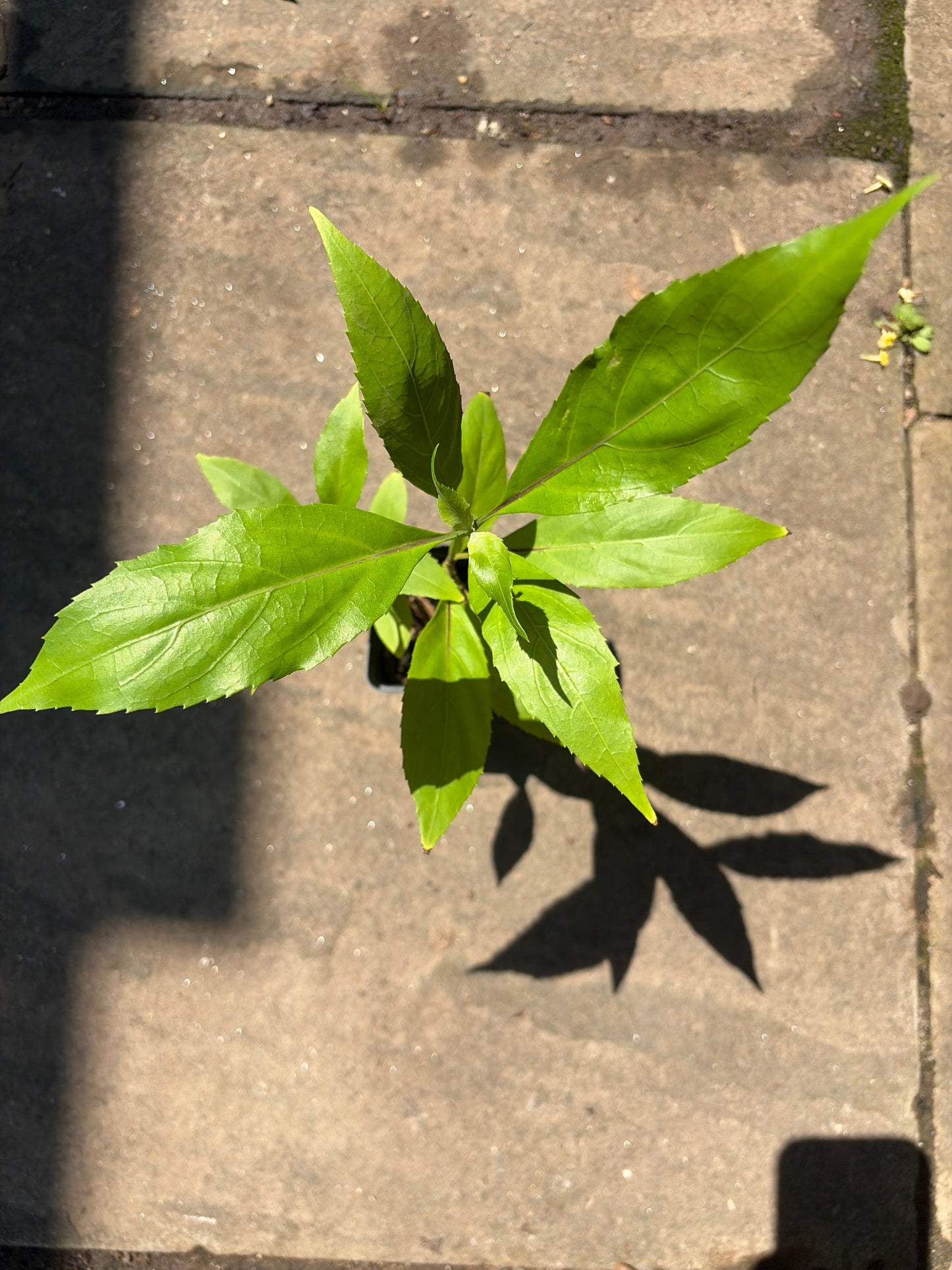 Belize Sage Live Plant (Salvia miniata) – Hummingbird & Pollinator Perennial, Zones 9–11